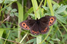 Attēlu rezultāti vaicājumam “Erebia aethiops”