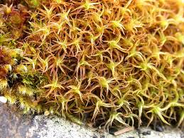 Attēlu rezultāti vaicājumam “Didymodon rigidulus”