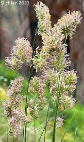 Attēlu rezultāti vaicājumam “Dactylis glomerata subsp. glomerata”