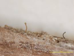 Attēlu rezultāti vaicājumam “Chaenotheca chrysocephala”