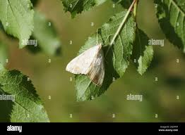 Attēlu rezultāti vaicājumam “Evergestis extimalis”