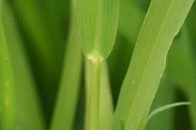 Attēlu rezultāti vaicājumam “Leersia oryzoides”