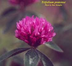 Attēlu rezultāti vaicājumam “Trifolium pratense”
