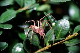 Attēlu rezultāti vaicājumam “Trichia longipalpis macro”