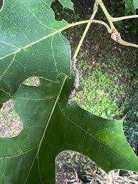 Attēlu rezultāti vaicājumam “Mycosphaerella millegrana”