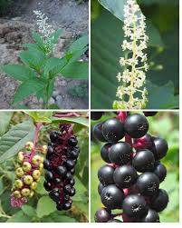 Attēlu rezultāti vaicājumam “Poa angustifolia fruit”