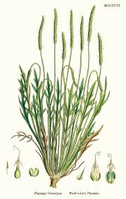Attēlu rezultāti vaicājumam “Plantago uniflora”