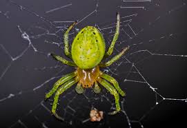 Attēlu rezultāti vaicājumam “Araniella male”