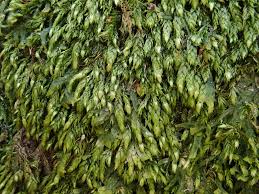 Attēlu rezultāti vaicājumam “Taxiphyllum wissgrillii”