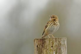 Attēlu rezultāti vaicājumam “Anthus trivialis adult”
