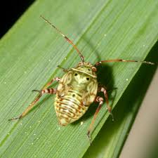 Attēlu rezultāti vaicājumam “Lygus nymph nymph”