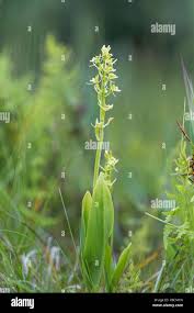Attēlu rezultāti vaicājumam “Liparis loeselii flower”