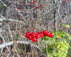 Attēlu rezultāti vaicājumam “Viburnum opulus fruit”