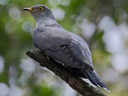 Attēlu rezultāti vaicājumam “Cuculus canorus adult”