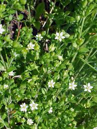 Attēlu rezultāti vaicājumam “Arenaria serpyllifolia flower”