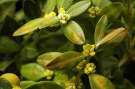 Attēlu rezultāti vaicājumam “Buxus sempervirens flower”