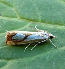 Attēlu rezultāti vaicājumam “Catoptria permutatellus”