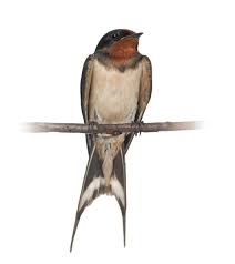 Attēlu rezultāti vaicājumam “Hirundo rustica”