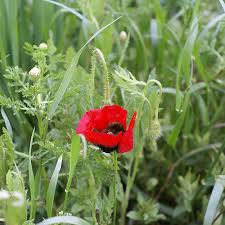 Attēlu rezultāti vaicājumam “Papaver argemone leaf”
