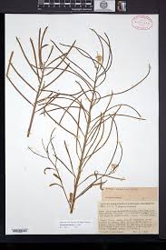 Attēlu rezultāti vaicājumam “Erysimum hieracifolium leaf”