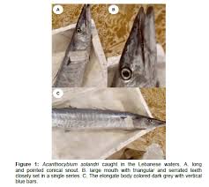 Image result for Acanthocybium solandri