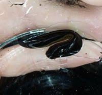 Attēlu rezultāti vaicājumam “Haemopis sanguisuga”