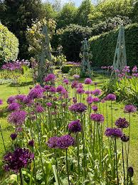 Attēlu rezultāti vaicājumam “Allium holandicum flower”