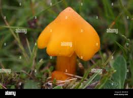 Attēlu rezultāti vaicājumam “Hygrocybe sp.”