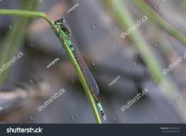 Attēlu rezultāti vaicājumam “Coenagrion armatum male”