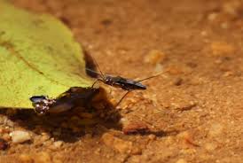 Attēlu rezultāti vaicājumam “Gerridae”