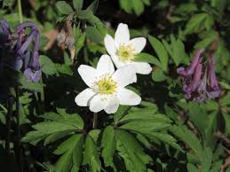 Attēlu rezultāti vaicājumam “Ochropsora ariae”