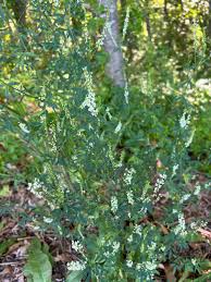 Attēlu rezultāti vaicājumam “Melilotus albus leaf”