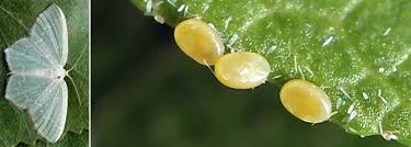 Attēlu rezultāti vaicājumam “Jodis putata”