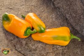 Afbeeldingsresultaat voor marconi golden sweet pepper