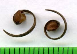 Attēlu rezultāti vaicājumam “Geranium palustre fruit”