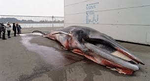 Image result for Balaenoptera physalus