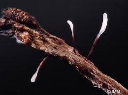 Attēlu rezultāti vaicājumam “Typhula erythropus”