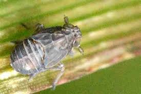 Attēlu rezultāti vaicājumam “Javesella pellucida”