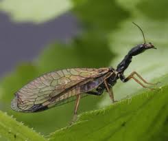 Attēlu rezultāti vaicājumam “Raphidioptera imago”