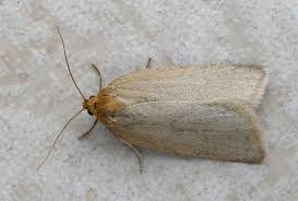 Attēlu rezultāti vaicājumam “Aphelia paleana”