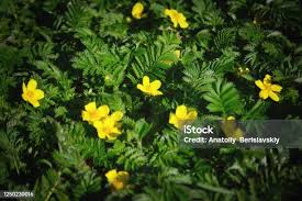 Attēlu rezultāti vaicājumam “Argentina anserina leaf”