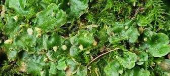 Attēlu rezultāti vaicājumam “Pellia epiphylla sporophyte”