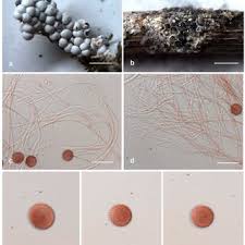 Attēlu rezultāti vaicājumam “Diderma montanum macro”