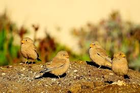 Image result for Bucanetes githagineus