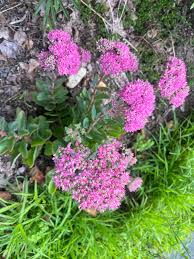 Attēlu rezultāti vaicājumam “Hylotelephium telephium flower”
