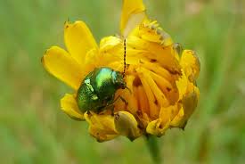 Attēlu rezultāti vaicājumam “Cryptocephalus aureolus, Cryptocephalus sericeus”