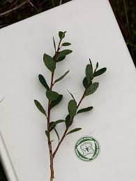 Attēlu rezultāti vaicājumam “Vaccinium uliginosum bud”