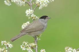 Attēlu rezultāti vaicājumam “Sylvia atricapilla male”
