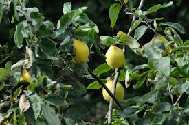 Attēlu rezultāti vaicājumam “Cydonia oblonga fruit”