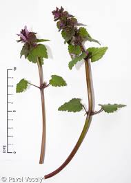 Attēlu rezultāti vaicājumam “Lamium purpureum”